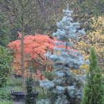 Acer,Abies concolor in autunno