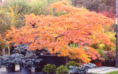 Acer dissectum viridis