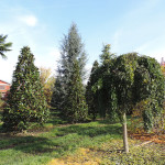 Sophora japonica pendula
